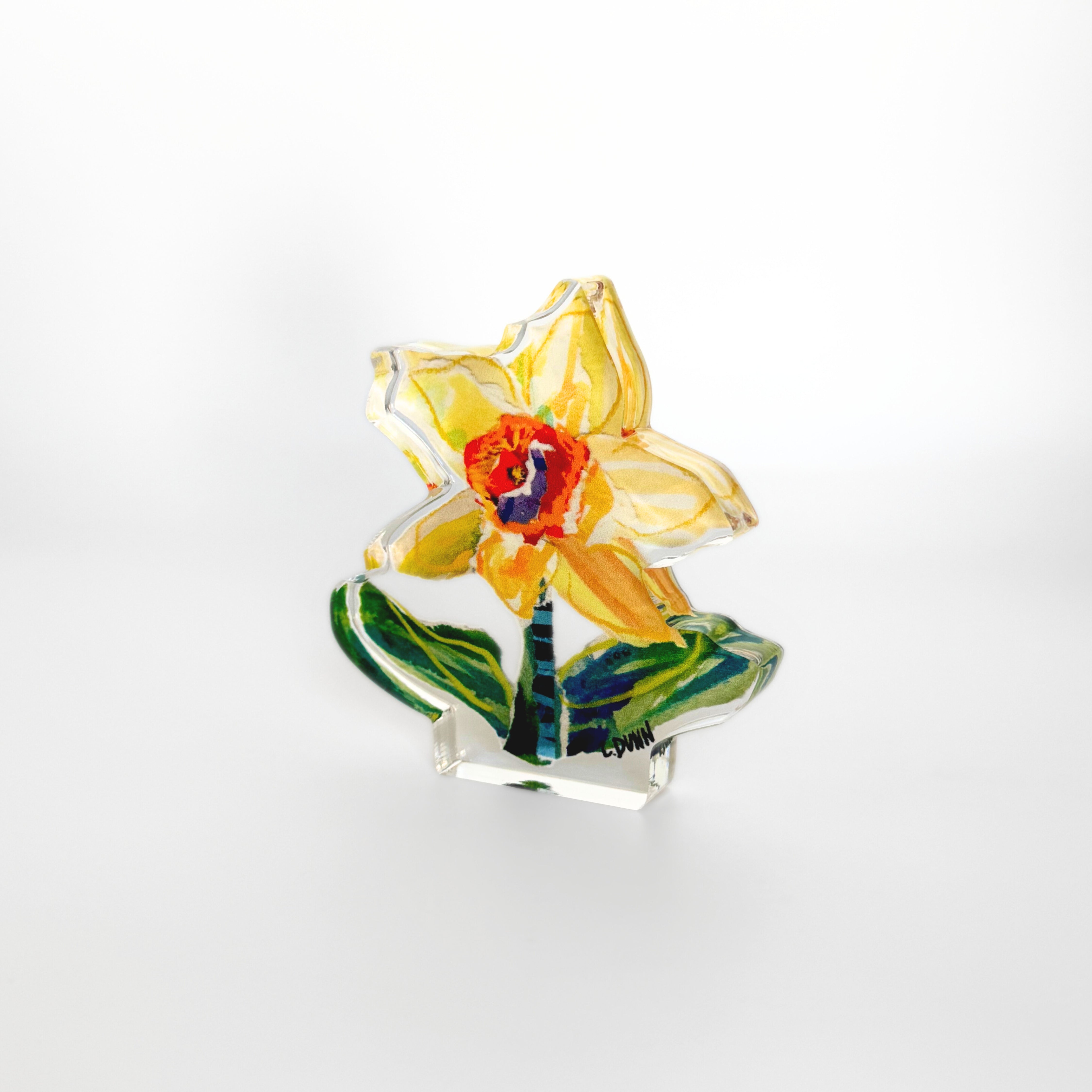 Single Daffodil Bloom