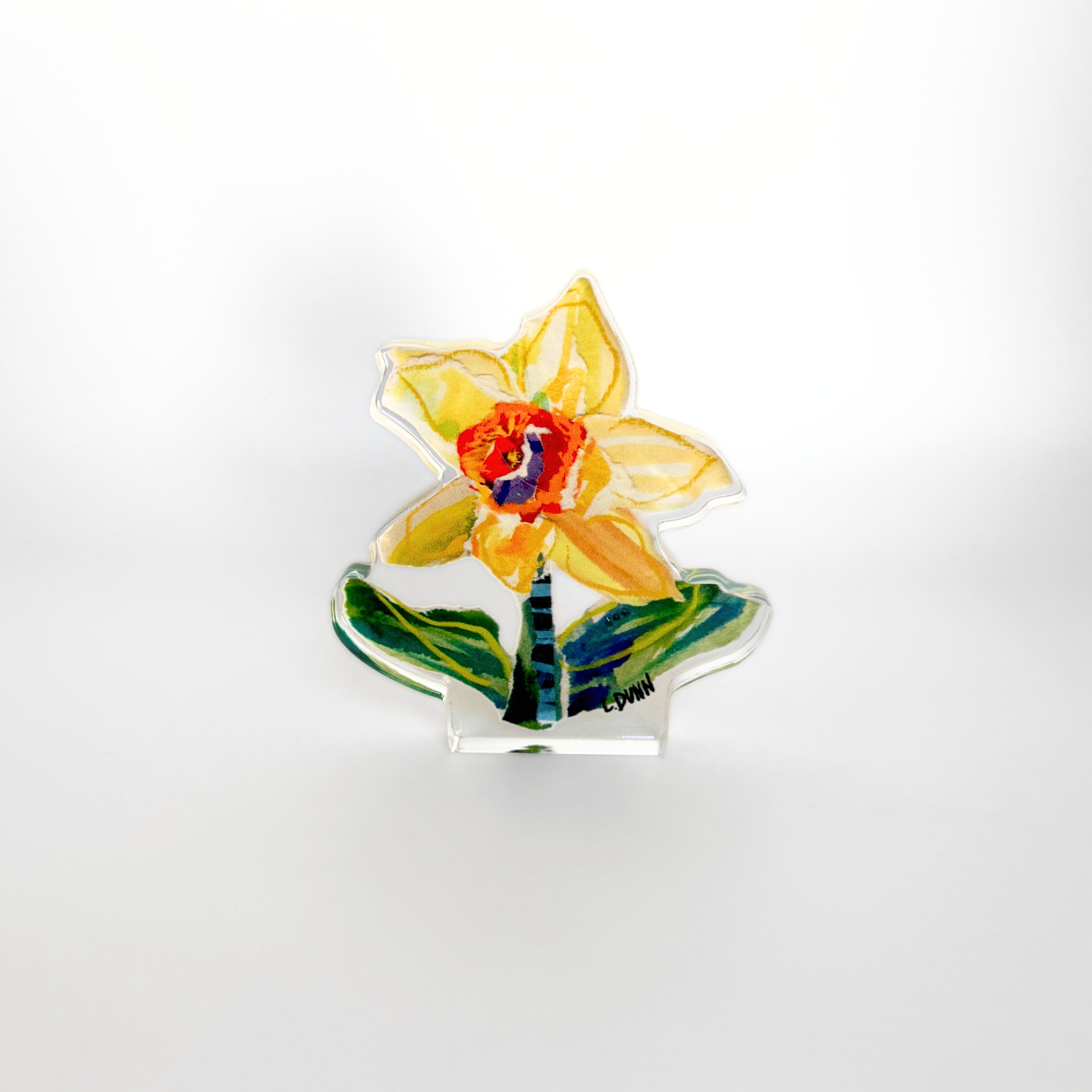 Single Daffodil Bloom